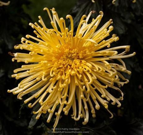 Golden Splendor Spider Mum © 2013 Patty Hankins