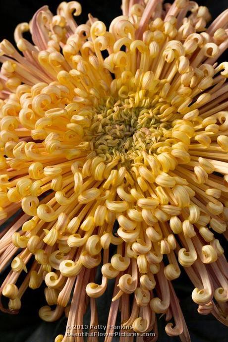 Dusky Queen Spider Chrysanthemum © 2013 Patty Hankins
