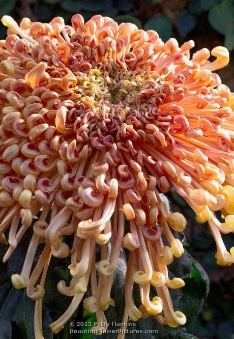 Dusky Queen Spider Chrysanthemum © 2013 Patty Hankins