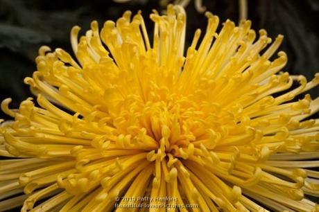 Golden Splendor Spider Mum © 2013 Patty Hankins
