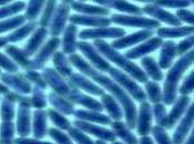 Alarming: Outbreak Antibiotics-resistant “nightmare Bacteria” Chicago