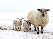 'Little Georgie Moonbat' Wants Kill 'sheepie-weepies' Swine!