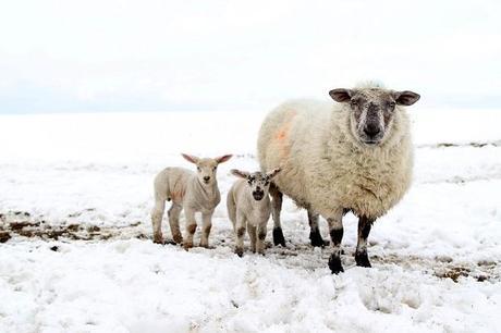 Are sheep the enemies of promise of the countryside?(PETER MUHLY/AFP/Getty Images)