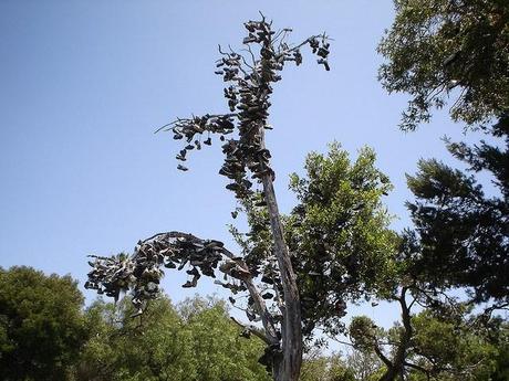 Tree covered in shoes 