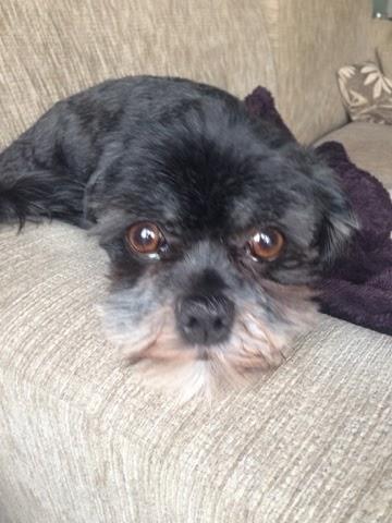 Please say hello to Harvey - our gorgeous Lhasa Apso