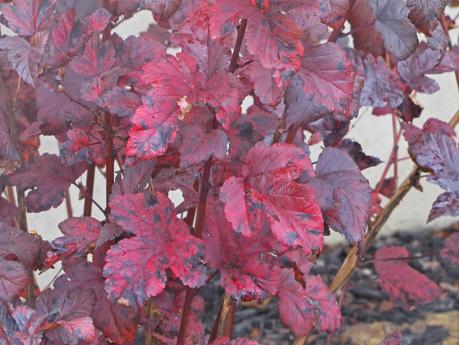 Pruning Physocarpus (Ninebark) 'Diablo'