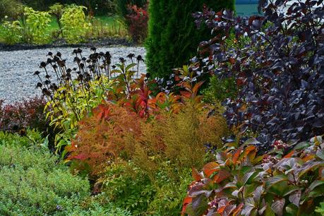 Pruning Physocarpus (Ninebark) 'Diablo'