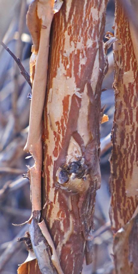 Pruning Physocarpus (Ninebark) 'Diablo'