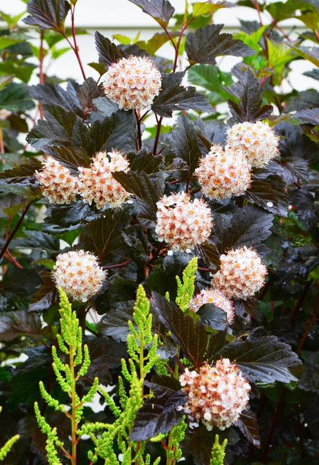 Pruning Physocarpus (Ninebark) 'Diablo'