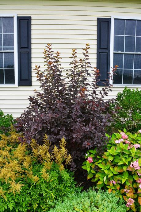 Pruning Physocarpus (Ninebark) 'Diablo'