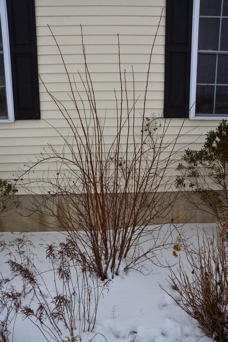 Pruning Physocarpus (Ninebark) 'Diablo'