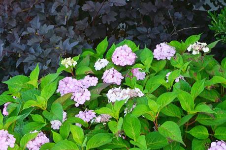 Pruning Physocarpus (Ninebark) 'Diablo'