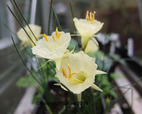 Narcissus romieuxii subsp, Albidus v. Zaianicus