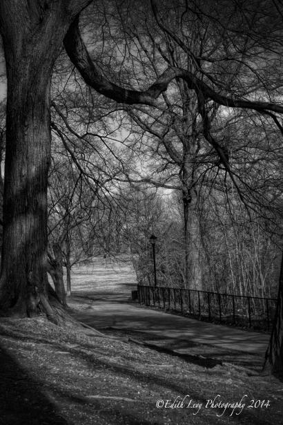 Brooklyn, Prospect Park, trees, path, canopy, walkway, black and white, monochrome, nature