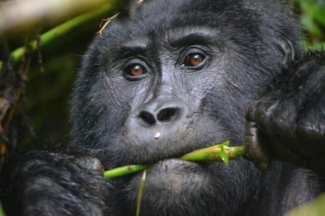 Mountain gorilla in Uganda’s Bwindi Impenetrable National Park 