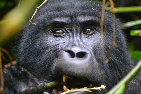 Endangered mountain gorilla eating