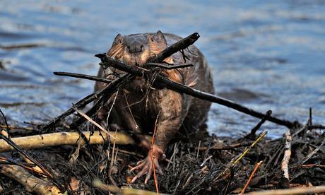 Beavers are natural dam builders, and they thrive in river ecosystems. Photograph: Robert McGouey/Alamy