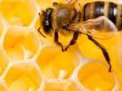 Beeswax Uses