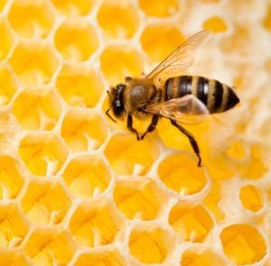 beeswax