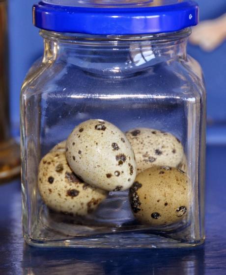 Brown-Headed Cowbird Eggs