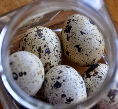 Brown-Headed Cowbird Eggs