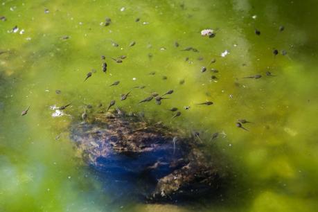 green algae and tadpoles in pond clearwater creek
