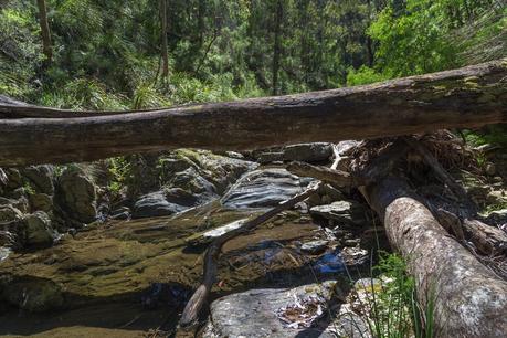 fallen tree across clearwater creek