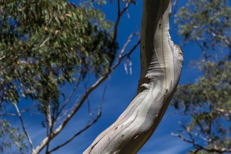 bent branch of eucalypt tree