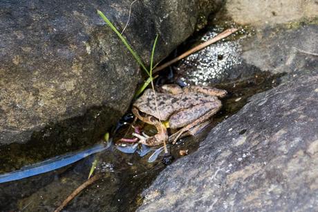 brown frog in water of clearwater creek