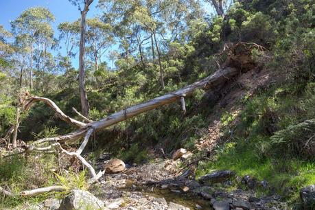 fallen tree across clearwater creek