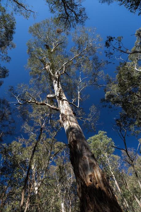 large eucalyptus tree in clearwater creek