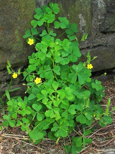 Oxalis stricta