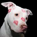 white_pit_with_kisses_reasonably_small-1
