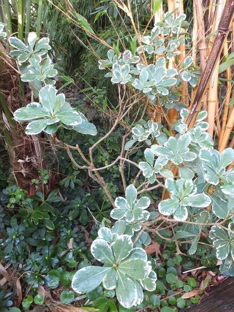 Favourite Plant of the Week - Pittosporum tobira 'Variegata'