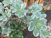 Favourite Plant Week Pittosporum Tobira 'Variegata'