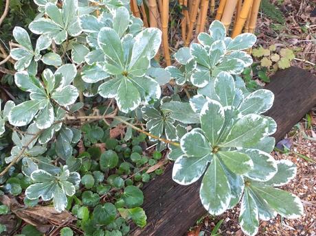 Favourite Plant of the Week - Pittosporum tobira 'Variegata'