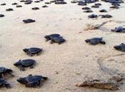 Conservation Turtles- Project Kolavipalam Beach