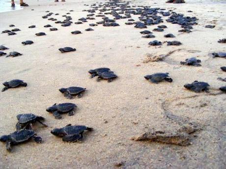 Conservation Of Turtles- New Project To Kolavipalam Beach