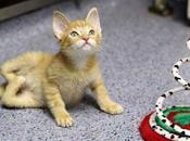 Kitten Born with Backwards Legs Undergoes Surgery, Finds Forever Home
