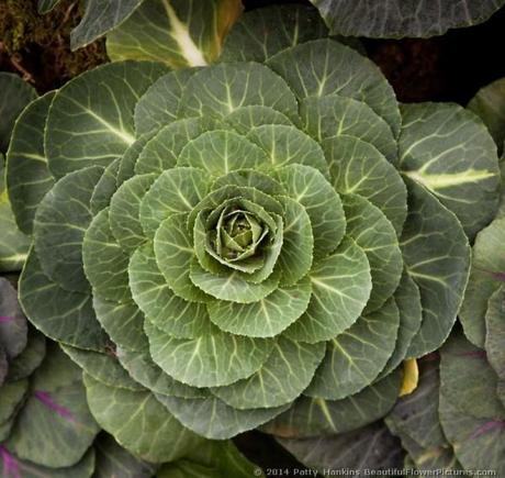 Ornamental Kale © 2014 Patty Hankins