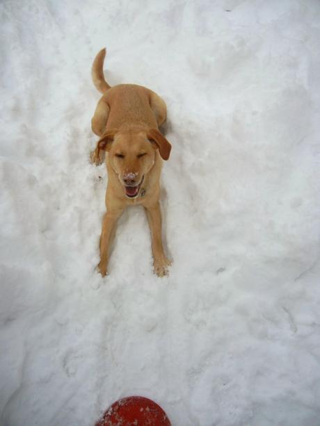 Snow Bliss