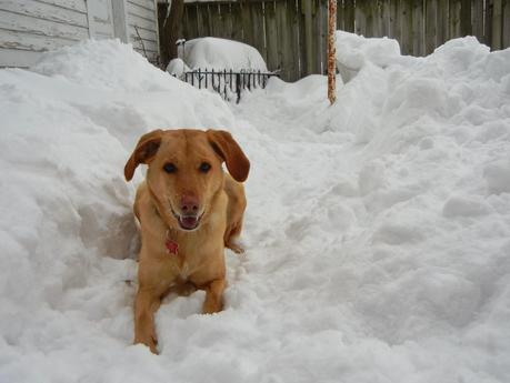 Snow Bliss