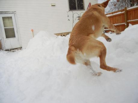 Snow Bliss