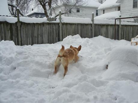 Snow Bliss