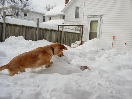 Snow Bliss