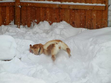 Snow Bliss