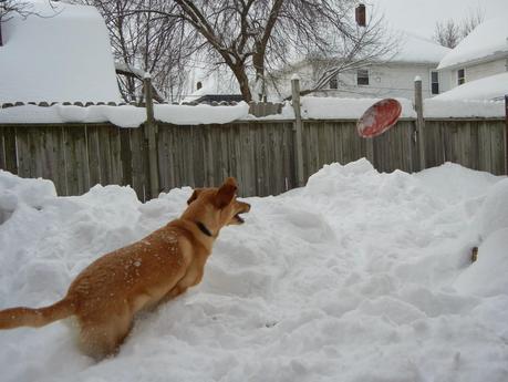 Snow Bliss