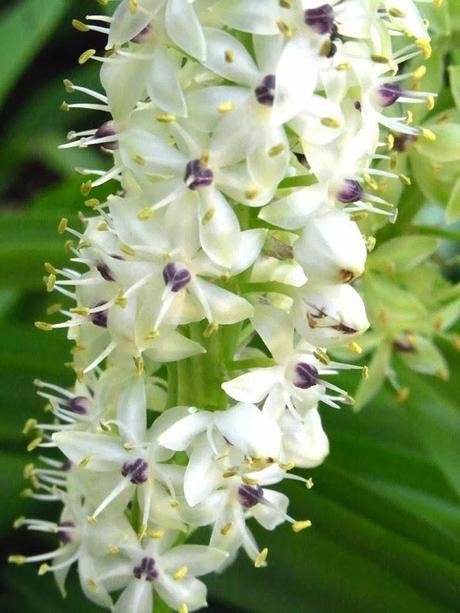 Pineapple lilies