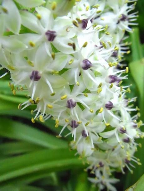 Pineapple lilies