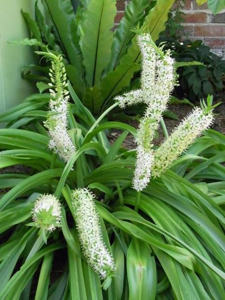 Pineapple lilies